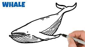 How to draw a blue whale. How To Draw A Blue Whale Easy Animals Drawings For Beginners Youtube