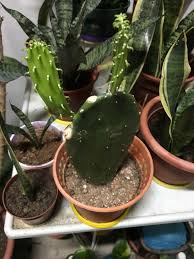 While there are lots of other things you need to consider when choosing a pot, it is still a. Prickly Pear Cactus Cuttings 4 Pots Left Gardening Plants On Carousell