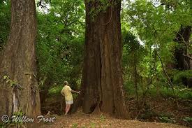 Image result for Diospyros mespiliformis