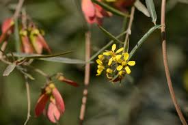 Image result for Heteropterys glabra