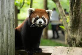 Despite these similarities and their shared name, the two species are not closely related. Columbus Zoo Searching For Red Panda Kora After Escape From Habitat