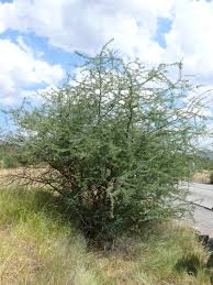 Image result for Acacia goetzei