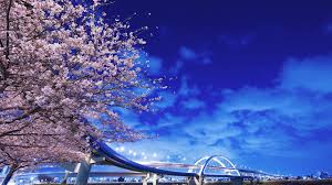 Sakura wallpapers, backgrounds, images 1920x1080— best sakura desktop wallpaper sort wallpapers by: 3334312 1920x1080 Japan Hokkaido Bridge Sakura Wallpaper Jpg Cool Wallpapers For Me