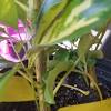 Dilute 1 teaspoon of fertilizer in 1 quart of water. 1