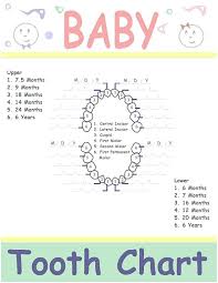 Pin By Moussyusa On Business Template Tooth Chart Baby