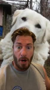 Here are the new livestock guardian dog puppies trying to talk to Sheb...