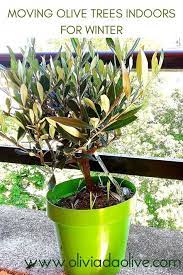 Not olives as nibbles i hasten to say, nor olive oil, or i fear he would have to move to a anyway, he said, i have an olive tree by the steps of my house, right next to my bedroom window, and i wonder. Moving Olive Trees Indoors For Winter Potted Tree Care In 10 Steps Potted Olive Tree Indoor Olive Tree Olive Tree Care