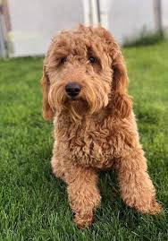 They are the kind of breed that shows how much they love their owner through loyalty and affection. Mini Goldendoodle Mini Doodle Dogs Mini Golden Doodle Goldendoodle Puppies Miniature Goldendoodle Goldendoodle Miniature Goldendoodle Mini Goldendoodle Puppies