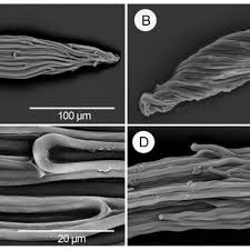 Image result for Nephrangis filiformis