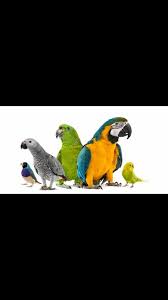 Tavsan Veterineri Oz Vet Veteriner Hizmette 26 Yil Izmir Pet Kus Hastanesi Ve Egzotik Cerrahi Merkezi Olarak Hizmetinizdeyiz 02323881770 Oz Vet Hizmette 26 Yil Merkezimizde 4 Veteriner Hekim 2 Veteriner Saglik Teknikeri 1 Iletisim Personeli