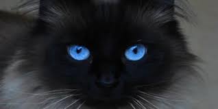 Warna ini memiliki panjang gelombang sekitar 0 nm. 11 Ras Kucing Mata Biru Yang Bisa Kamu Pelihara Pintarpet