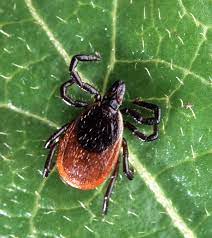 Lyme Disease Wikipedia