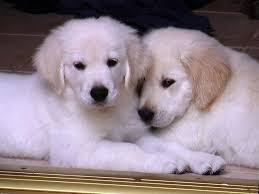 Golden retriever puppies are sold with limited registrations. I Took This Picture Of My Friends White Light Golden Retriever Puppies Lying In The Doorway Ph Golden Retriever Beautiful Dog Breeds Most Beautiful Dog Breeds