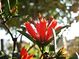 Image result for Pomaria burchellii