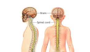 I received shot in my hip on 8/29 and have slept only 2 hrs, a nite since then. Human Body Quiz Nervous System Proprofs Quiz