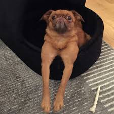 What A Treasure She Is Breed Chihuahua Dogs Dogsofinstagram Griffon Mixed Pug Small 2020