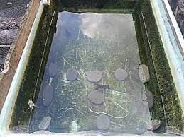 Scientist swill track where they go and spawn. How To Breed Goldfish Successfully