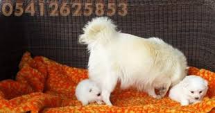 Japon Spitz Yavru Fiyatlari 05412625843 Japonca