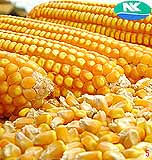 Is the nk logo a trademark of syngenta? Corn Syngenta