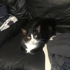 Acting Like She Owns The Place Lol Well She Kinda Do Thatlook Judgemental Kitty Lucipur Lucipurmorningstar Dontjudgeme Thisisminenow Spoi Kedi Resim