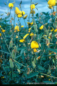 Image result for Crotalaria juncea