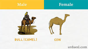 In this list of animals vocabulary, you'll find now that you've heard the words pronounced, you can review the whole list of english animals vocabulary covered in the video. Masculine And Feminine Gender Of Animals List Ultimate Gender List