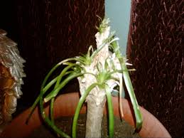 Buy ponytail palm house plants and get the best deals at the lowest prices on ebay! Cat Vs Ponytail Palm Picture Included Ubc Botanical Garden Forums