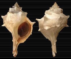 Image result for Micractis bojeri