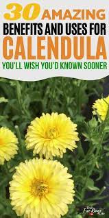 Calendula 30 Amazing Benefits And Uses Video Video Medicinal Herbs Garden Chamomile Plant Fall Garden Vegetables