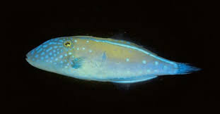 Pin On Fish
