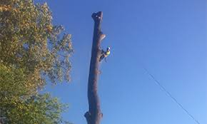 With more than 100 years of combined experience we are the tree service experts you can trust. Tree Service Trimming Removal In Charlotte Nc With Tree Works Nc