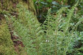 Image result for Pteris linearis