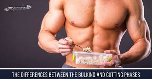 bulking and cutting phases