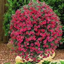 Outdoor Full Sun Hanging Plants Hanging Plants Outdoor Plants For Hanging Baskets Hanging Plants