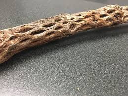 Management fees, maintenance of common areas. Large Branch 37 Cholla Cactus Wood Skeleton Dried Wood Etsy Succulent Planter Diy Wood Succulent Planter Succulent Planter