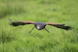 Harris Hawk In Flight On Hawk Walk Picture Of Vale Royal Falconry Centre Northwich Tripadvisor