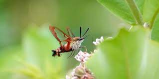 Maybe you would like to learn more about one of these? Hummingbird Clearwing Hummingbird Moth Hemaris Thysbe