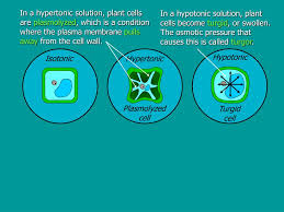 We did not find results for: Ppt Osmosis Powerpoint Presentation Free Download Id 6365411