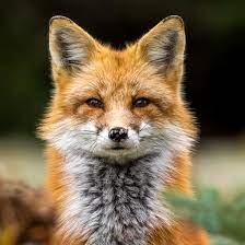 Check spelling or type a new query. The Spirit Animal That Best Represents Your Zodiac Sign Yourtango