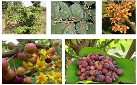 Image result for Grewia pachycalyx