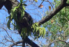 Image result for Diaphananthe