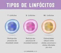 linfocitos entenda a importancia desse tipo celular para o sistema imune parasitologia tipos de celulas sistema imune