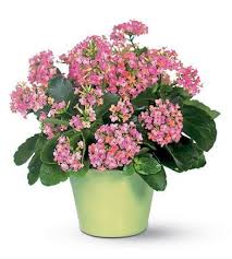 Kalanchoe Flower Pot Design Blooming Plants Plants