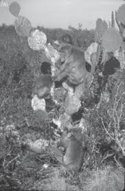 The first hour installment of the 9 part series features glimpses of climate change impacts around the planet through the eyes of well. Historical Perspectives Part I The Monkeys Of Stormy Mountain