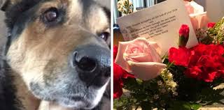We did not find results for: After Local Woman Calls To Cancel Deceased Dog S Food Chewy Sends Flower Arrangement Sweet Buffalo