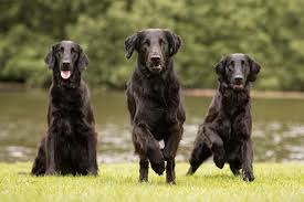 Find images of long haired dog. Flat Coated Retriever Dog Breed Information