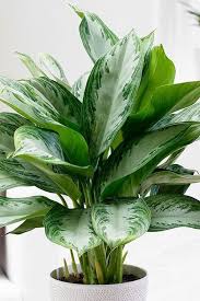 Pin Von B I Auf Zoldek Pflanzen Zimmerpflanzen Garten Pflanzen