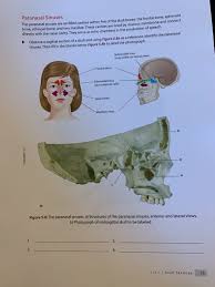 The mucous secretions drain into the nasal cavity and help, warm, humidify, and clean the air. Solved Paranasal Sinuses The Paranasal Sinuses Are Air Fi Chegg Com