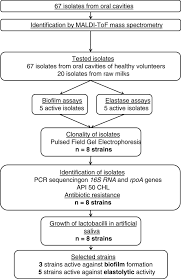 Screening Of Lactobacillus Spp For The Prevention Of