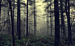 Foggy Forest Wallpaper High Definition G1y Forest Wallpaper Foggy Forest Forest